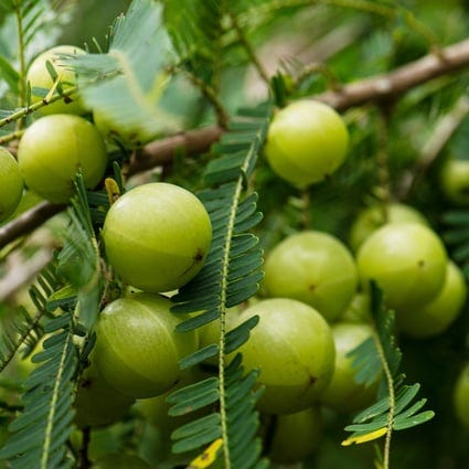 10 Benefits of Amla for Hair